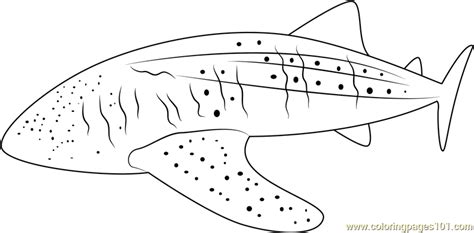 whale shark coloring page  kids  whales printable coloring