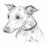 Greyhound Levriero Ritratto Italienischen Variopinto Illustrazione Illustrationen Vektoren sketch template