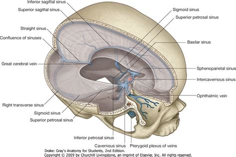 falx cerebri neuroanatomia fisiologia anatomia