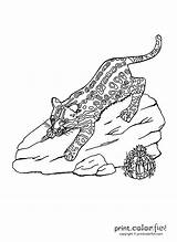 Ocelot Coloring Drawing Pages Getdrawings Wild Printcolorfun sketch template