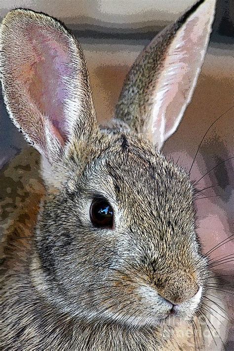 rabbit head google search cute animals wild rabbit animals  pets