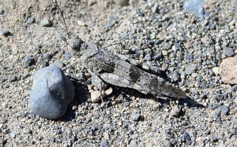 pallid winged grasshopper vancouver island bc