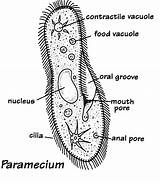 Protista Protist Drawing Phylum Protozoans Protozoa Phyla Science Paramecium Protists Kingdom Unicellular Drawings Different Gif Image41 Microorganisms Place Cilia Animals sketch template