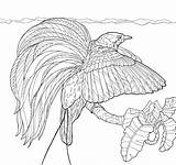 Paradise Coloring Bird Pages Drawing Birds Getcolorings Getdrawings sketch template