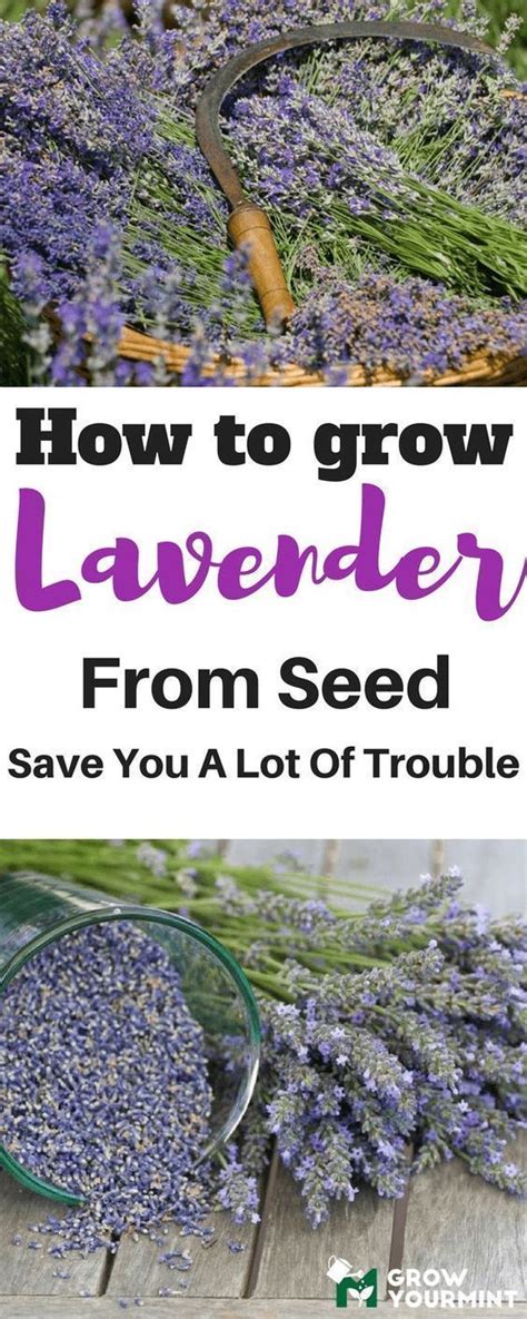learning   grow lavender  seed   fun  interesting