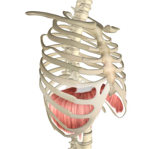 diaphragm muscle its attachments and actions yoganatomy