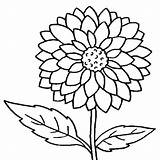 Dahlia Flowers Coloring Pages Flower Bloom sketch template