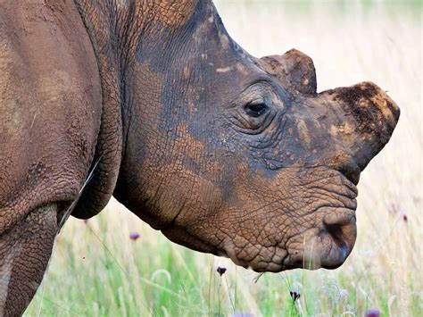rhino horn    socially unacceptable product  asia african conservation foundation