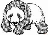 Panda Coloring Pages Bear Printable Drawing Cute Kids Clipart Print Realistic Giant Color Mammals Adults Bears Chinese Cliparts Categories Worksheets sketch template