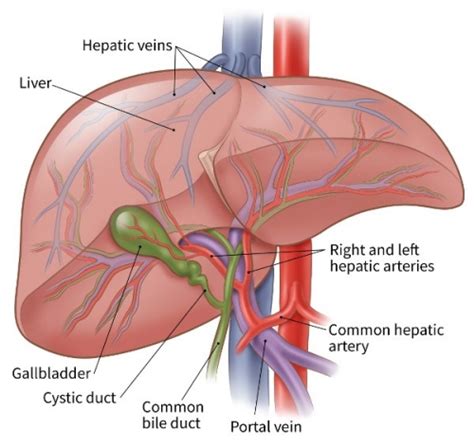 Embolization Therapy For Liver Cancer