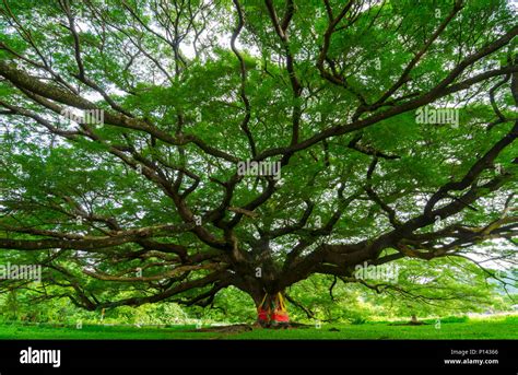 big tree  branches  green spring leaves stock photo alamy