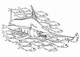 Coloring Swordfish School Fish Drawing Pages Edupics Drawings sketch template