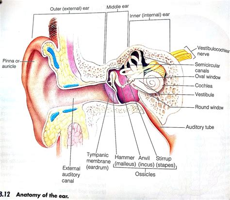 solved describe  anatomical structures   ear  discuss