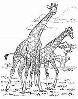 Coloring Africa Pages Adult Giraffes Adults sketch template