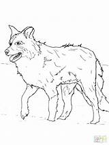 Collie Coloring Pages Border Dog Getcolorings Color sketch template
