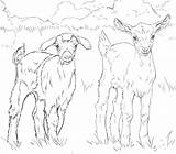 Coloring Baby Pages Goats Goat Mountain Printable Ausmalbild Supercoloring Color Ausmalbilder Colouring Zum Adults Categories Print Getcolorings sketch template