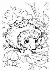 Hedgehog Hedgehogs Buylapbook Hedge Popular sketch template
