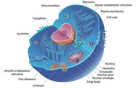 mastery check  cell organelles