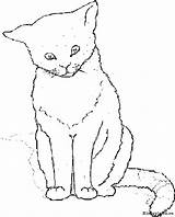 Katten Poezen Kleurplaten Dieren Uitprinten sketch template