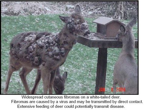 Widespread Cutaneous Fibromas On A White Tailed Deer « Myconfinedspace
