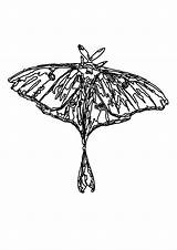 Moth Designlooter Actias sketch template