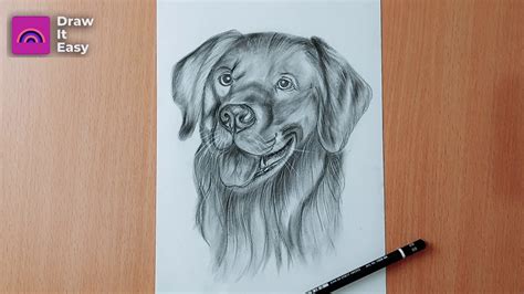 classes   draw  realistic dog face step  step dog sketch youtube