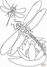 Dragonfly Coloring Pages Flower Above Color Drawing Printable Insects sketch template