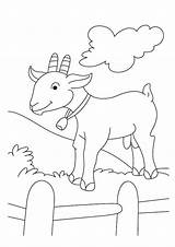 Goat Indiaparenting sketch template