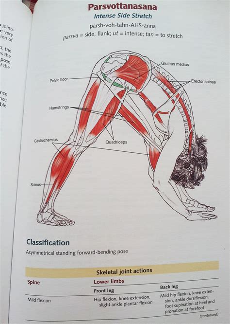anatomy yoga poses gif mbahnediagram