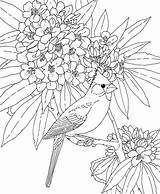 Bird Coloring Cardinal Flower Pages Virginia West State Birds Rhododendron Print Printable Color Adult Mississippi Printables Kids Supercoloring Flag Rosebay sketch template