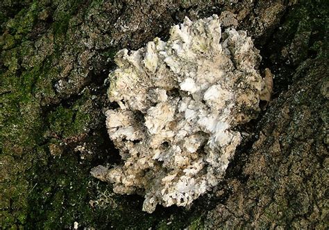 strange white fungus    stokrotka flickr