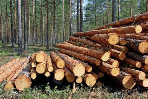 buy logs  building  log cabin outdoor troop