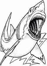 Shark Coloring Pages Megalodon Drawing Great Printable Hungry Color Realistic Kids Print Sharks Colouring Sharknado Getcolorings Template Getdrawings Sheets Drawings sketch template