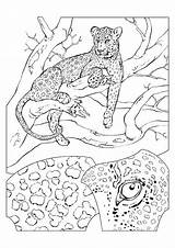 Cheetah Coloring Pages Tree Printable Sitting Parentune Worksheets Kids Books sketch template