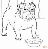 Bulldog French Coloring Pages Printable Drawing sketch template