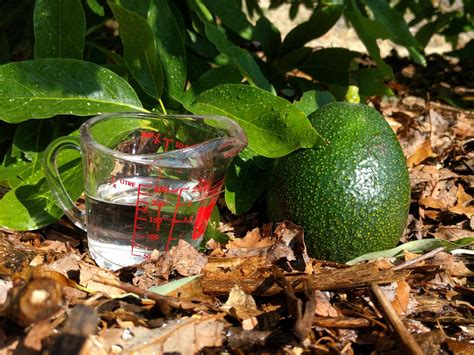 How Much And How Often To Water Avocado Trees In California Greg