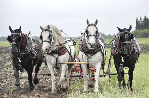 driving horse breeds  pulling  carriage