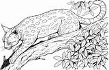 Leopard Coloring Pages Animals Print Colour Wildlife Adult Treed Adults Para Realistic Cat Colorear sketch template