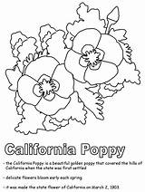 Coloring California Poppy Pages State Flowers Kids Drawing Flower Ws States Usa United Color Clipart Printables Geography Print History Kidzone sketch template