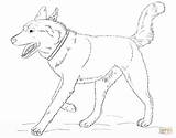 Husky Coloring Pages Dog Siberian Realistic Baby Printable Alaskan Malamute Print Color Running Colouring Puppy Book Getcolorings Online Sketch sketch template