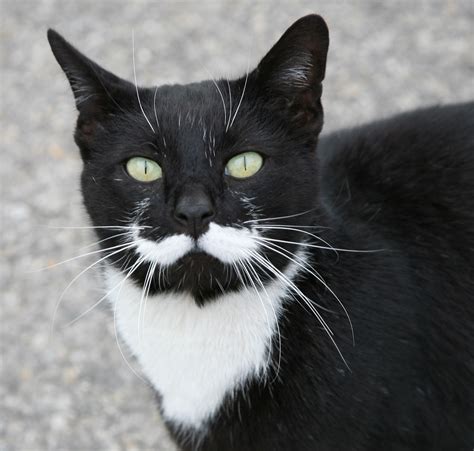 mustache cat  friendly cat   milk mustache   flickr