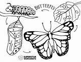 Butterfly Worksheets Cycle Life Coloring Worksheet sketch template
