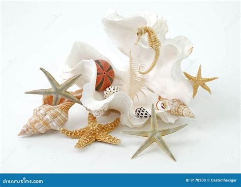 seashell spa stock photo image  seashells seahorse
