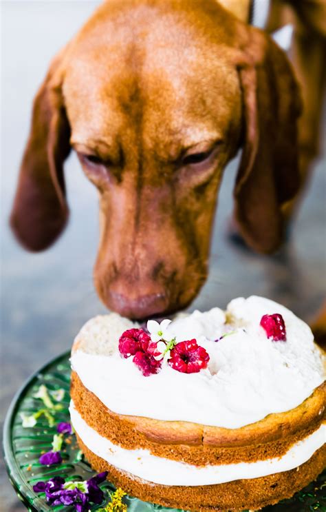 cake  dogs recipe doggie birthday cakes  lovely  dog