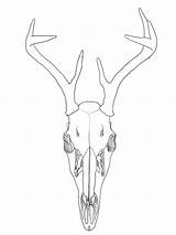 Drawing Deer Skull Easy Allison Paintingvalley Getdrawings sketch template