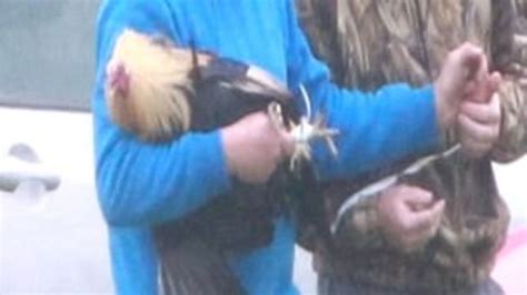 cock fighting network uncovered by uspca bbc news