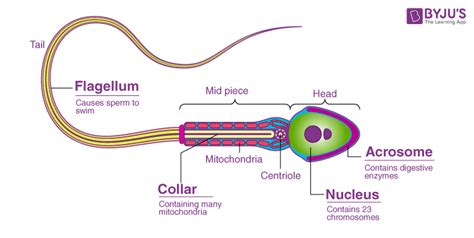 draw the diagram of human sperm and label its parts write few lines