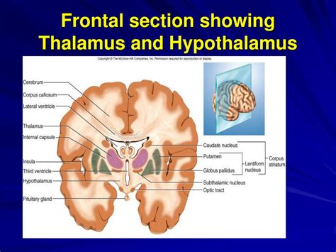 ppt the brain and cranial nerves handout 7 functions of gray matter
