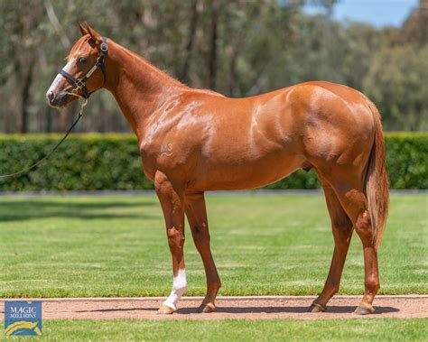 2022 gold coast yearling sale lot 141 justify usa inglorious can
