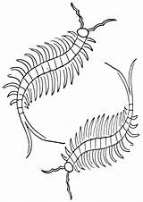 Centipede Coloring Pages Popular sketch template